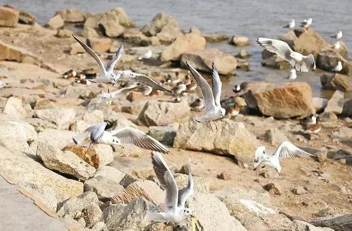 深圳迎來(lái)觀(guān)鳥(niǎo)賞魚(yú)最佳季節！