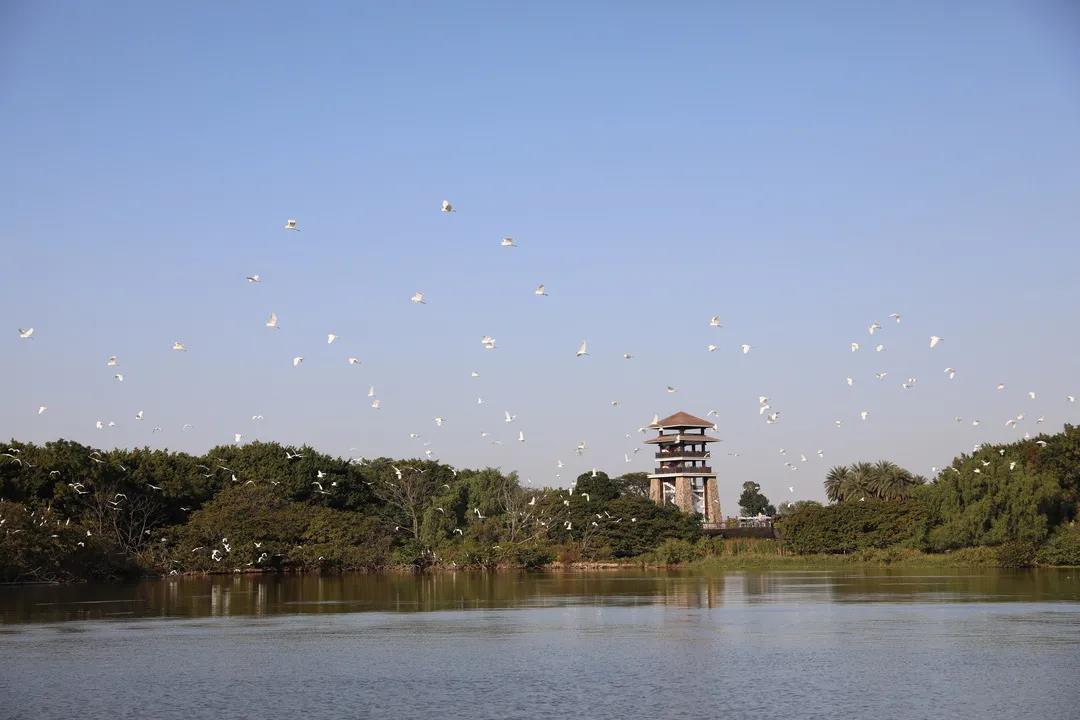 大批候鳥(niǎo)南下！廣東進(jìn)入最佳觀(guān)鳥(niǎo)季