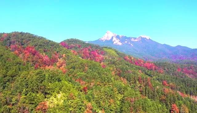 又見(jiàn)新豐紅葉紅！一起走進(jìn)“嶺南紅葉之鄉”