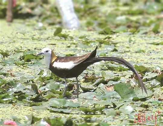 驚喜！“水鳳凰”飛臨潮州！
